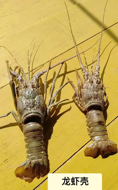 龙虾壳如何养花