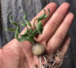 宽叶弹簧草寿命多久