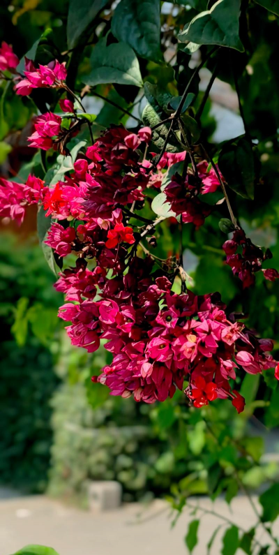 红色珠子的花是什么花