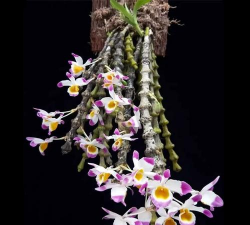 肿节石斛花能开多久