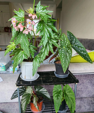 家庭养花用生根粉