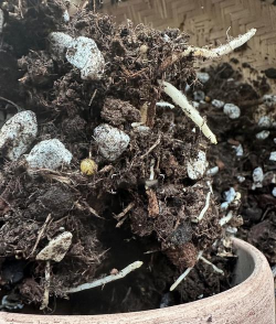 家庭养花用生根粉