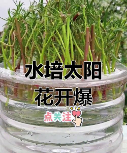 家庭养花用生根粉