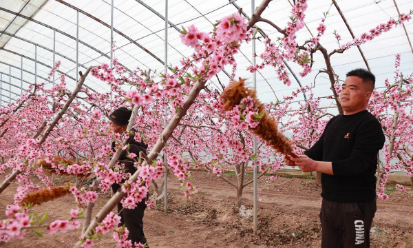 大棚桃树的花果管理 大棚桃树的花果管理