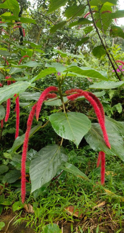 红铁苋菜长得什么样子