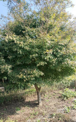 槭树属于什么树
