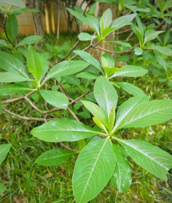 结香树什么样孑