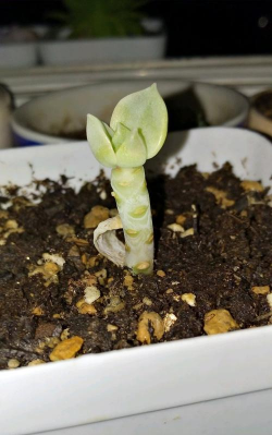 家庭养花用生根粉