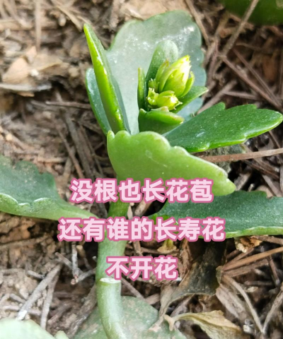 家庭养花用生根粉