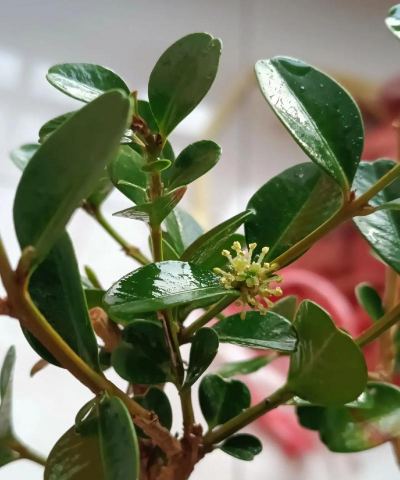 瓜子黄杨开什么颜色的花