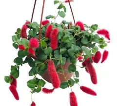 红樱吊兰花期多久