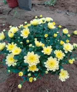 多头菊补光补多久