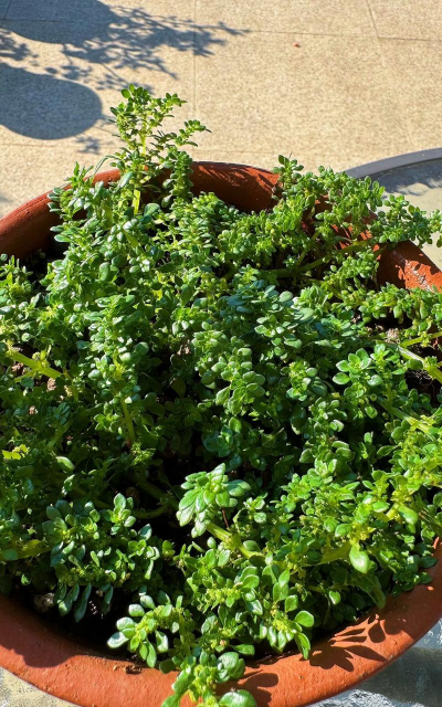 养花土里长杂草