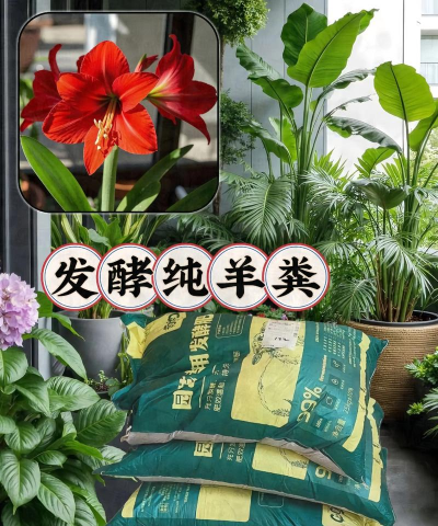 家庭养花用生根粉