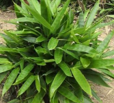 阔叶箬竹要多久能收获