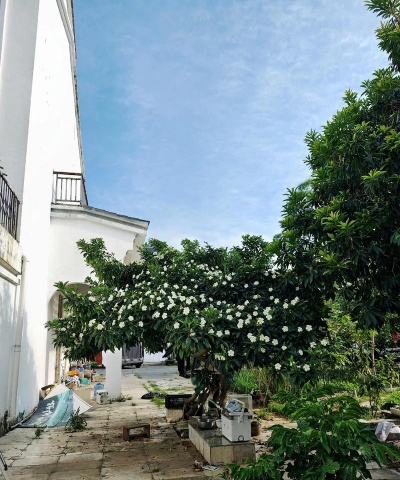 家庭养花用生根粉