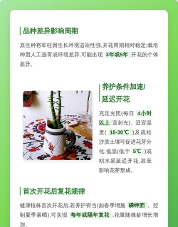 将军柱养多久能开花