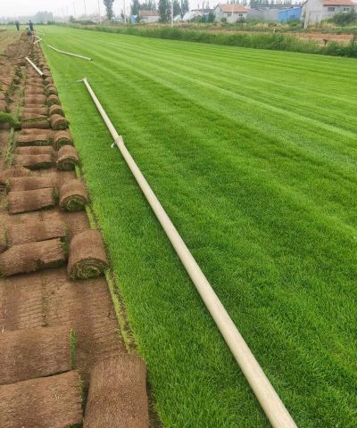 草皮多久收一次