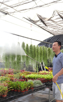 家庭养花用生根粉