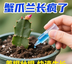 家庭养花用生根粉
