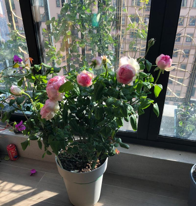 家庭养花用生根粉