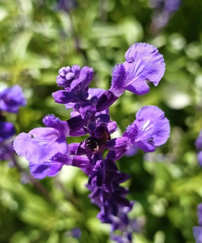鼠尾草种下去多久开花