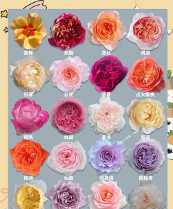 月季花分别有什么品种