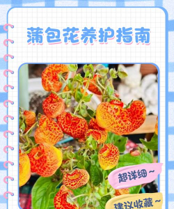 蒲包花能养多久