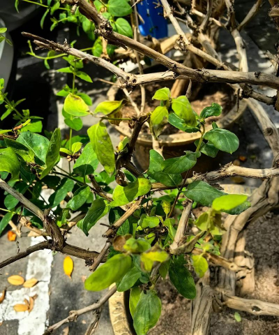 家庭养花用生根粉