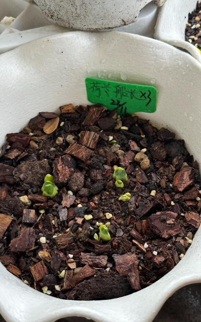 家庭养花用生根粉