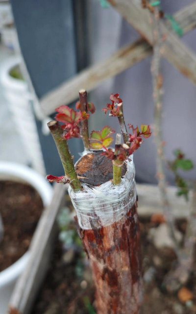 家庭养花用生根粉