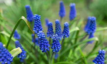麝香花长的什么样子