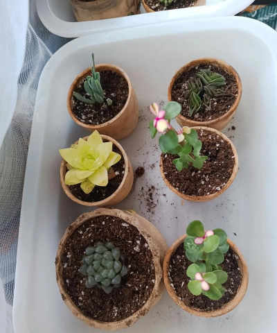 家庭养花用生根粉