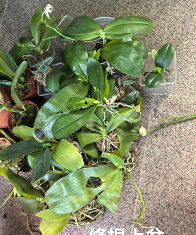 家庭养花用生根粉