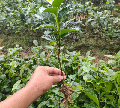 家庭养花用生根粉