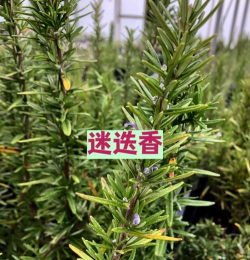 雯心草能活多久