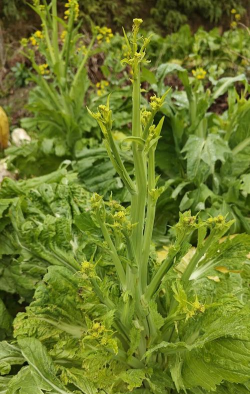 芥菜花是什么样子的