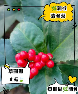 草珊瑚多久浇次水