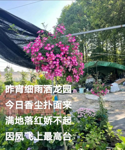 家庭养花用生根粉