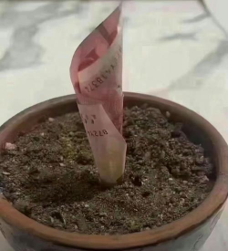 家庭养花用生根粉