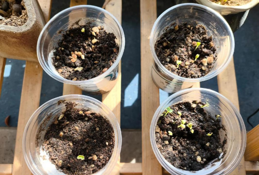 家庭养花用生根粉