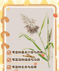 蒲苇种时要注意什么