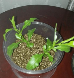 家庭养花用生根粉