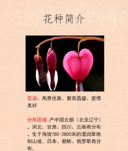 荷包牡丹什么种