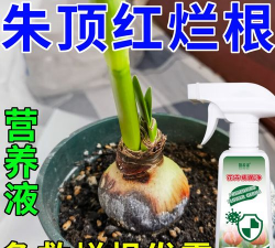 家庭养花用生根粉