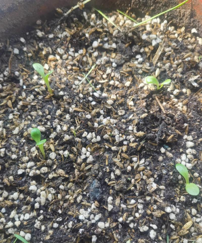 小丽花种子多久发芽