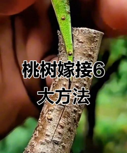 用什么木本来嫁接桃枝