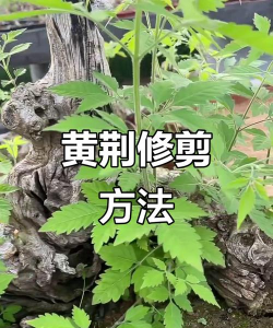 荆条怎么修剪