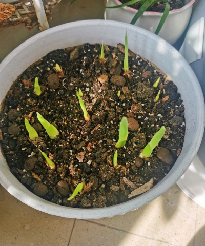 家庭养花用生根粉