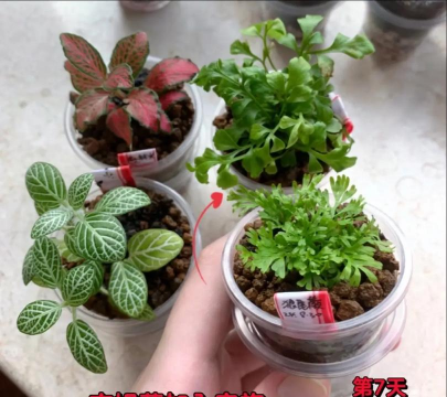 家庭养花用生根粉